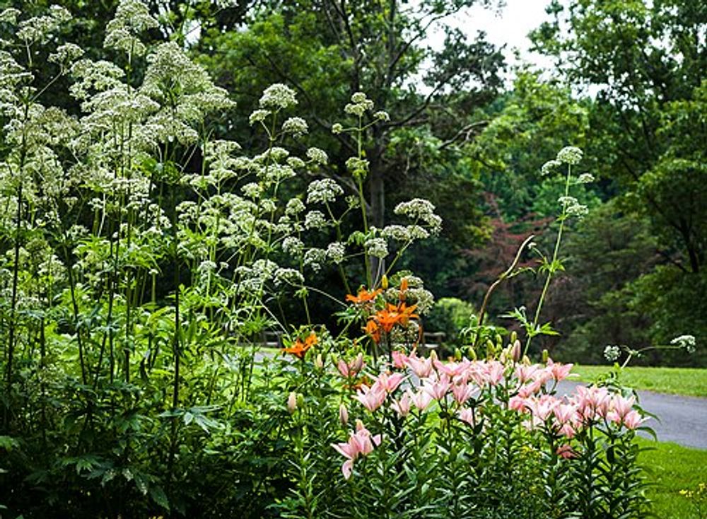 Lilies and Queen Anne’s lace in bloom at Meadowlark Botanical Gardens