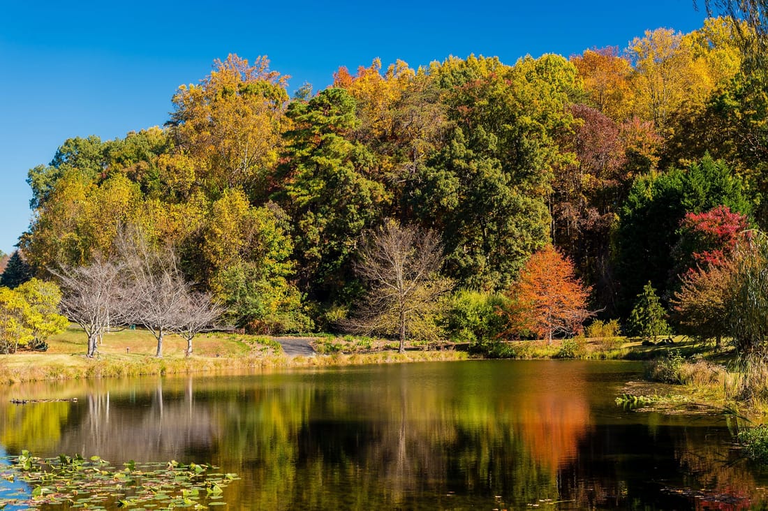 Autumn trees around the pond at Meadowlark Botanical Gardens