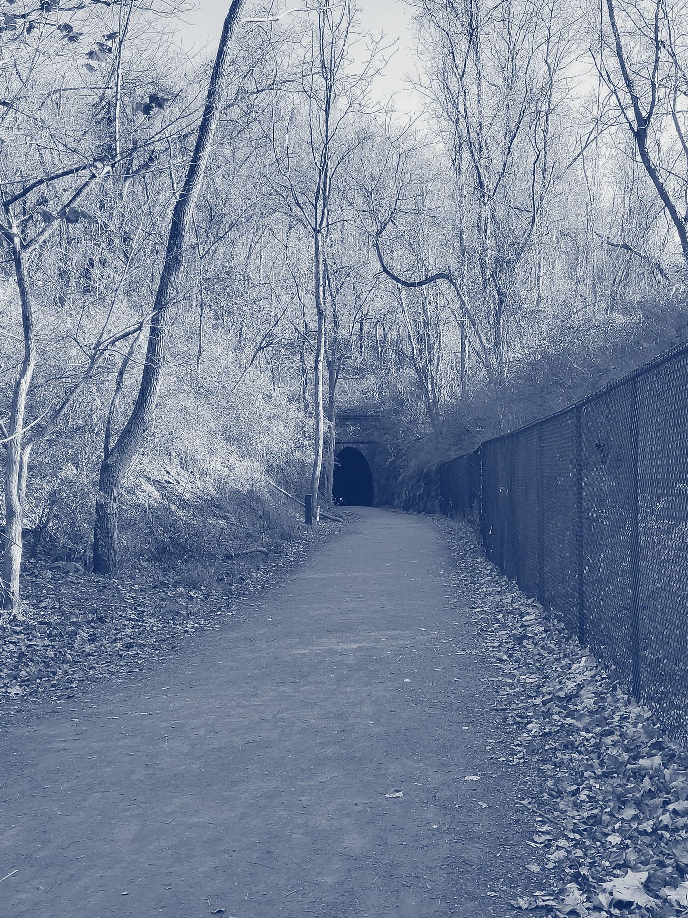 A wooded trail at Northside Park, Vienna