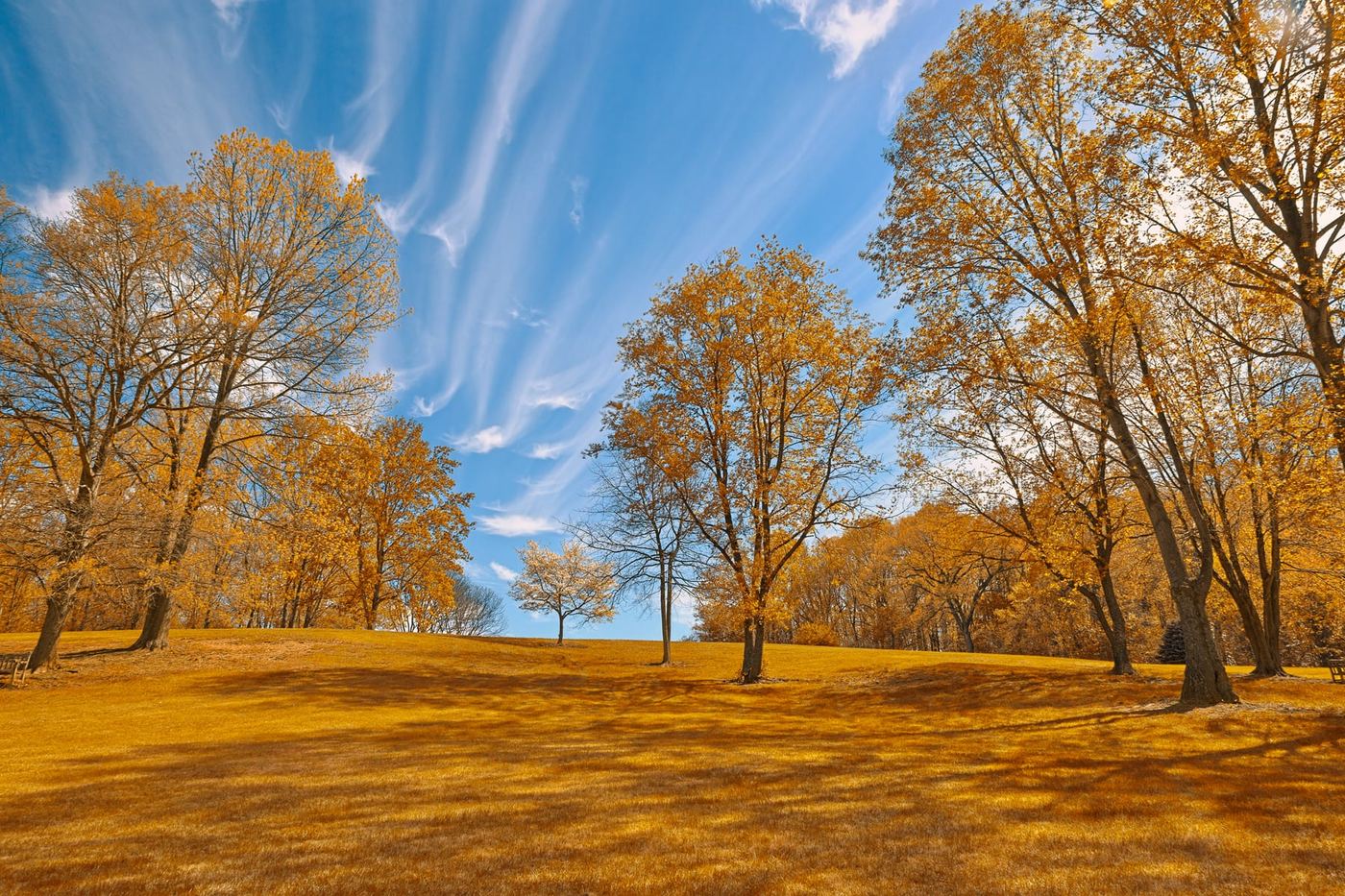 Golden autumn trees across a lawn at Meadowlark Botanical Gardens