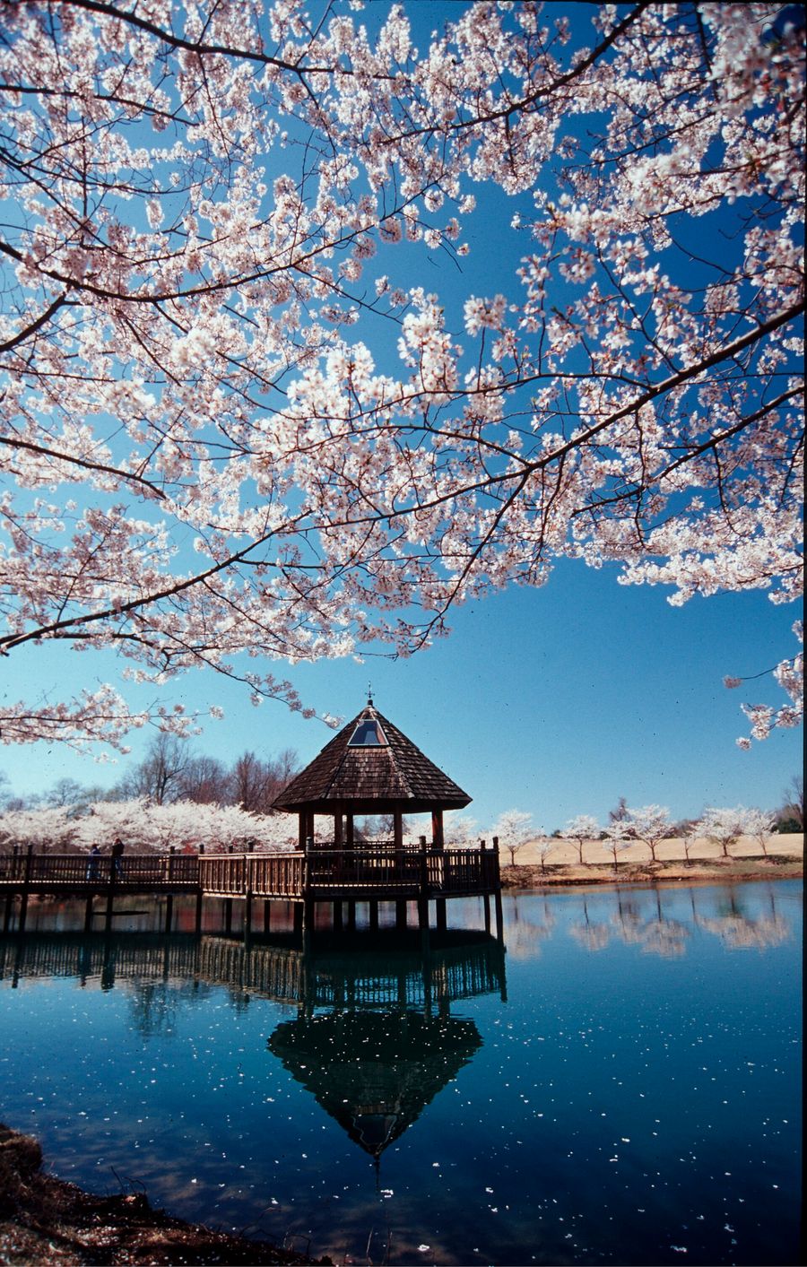 Cherry blossoms over the gazebo on Lake Caroline at Meadowlark