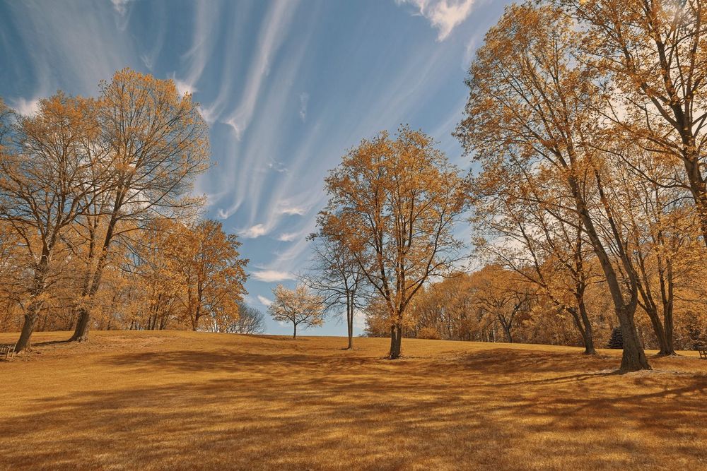 Golden trees on a lawn at Meadowlark Botanical Gardens in autumn