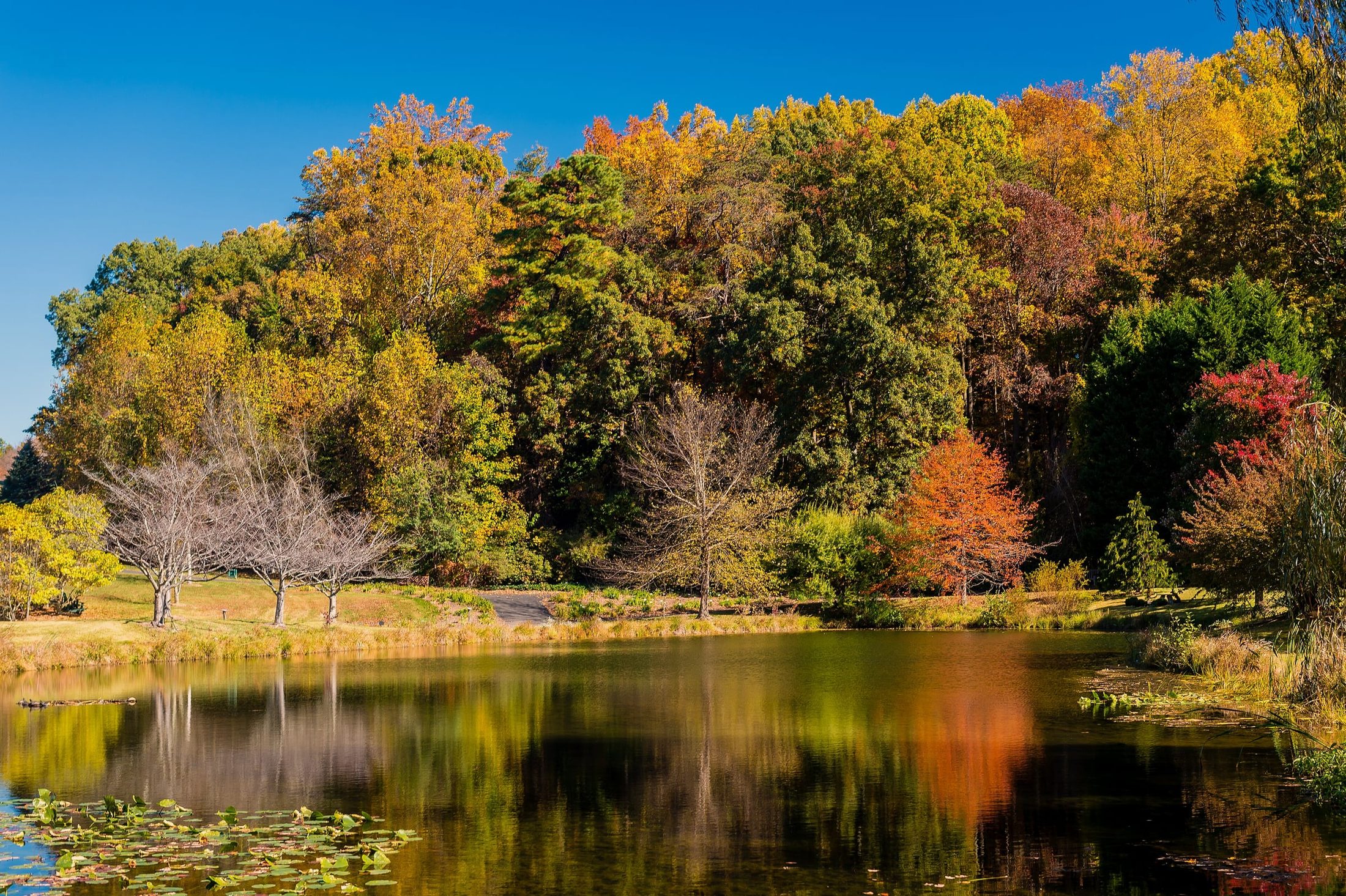 Autumn trees reflected in the pond at Meadowlark Botanical Gardens in Vienna
